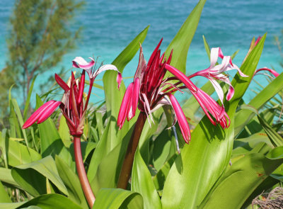 BEAUTIFUL FLOWER