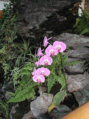 PINK FLOWER