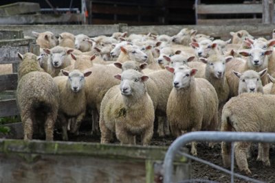 ALL WOOL AND EARS