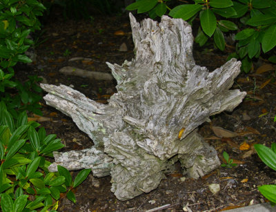 A DRIFTWOOD TREASURE
