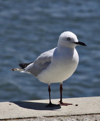 A FRIENDLY GULL