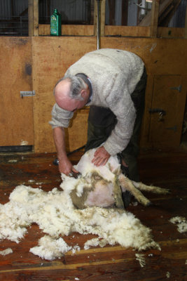 LESSON ON SHEARING SHEEP