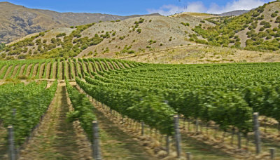 ROADSIDE VINEYARDS
