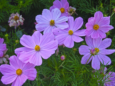 BEAUTIFUL FLOWERS
