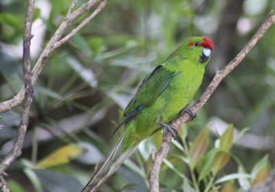 RED CROWNED PARAKEET (NEW ZEALAND)