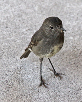 BUSH ROBIN (NEW ZEALAND)