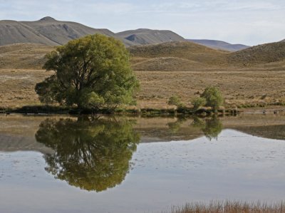 REFLECTION: NZ