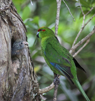 RED CROWNED PARAKEET (ULVA ISLAND, NZ)