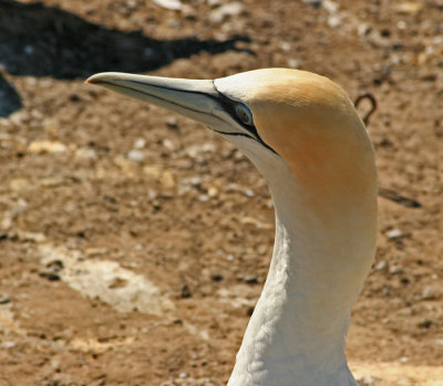 A GANNET POSING