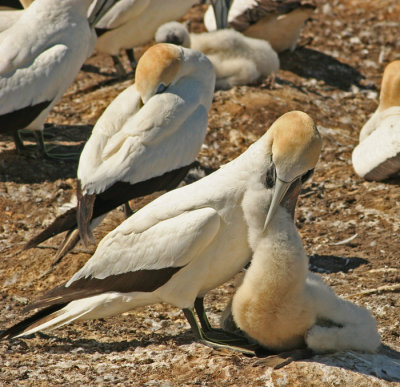 FEEDING TIME!
