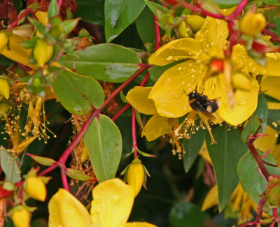 BEE ON FLOWER: OBAN, NZ