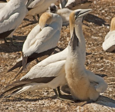 MOM AND CHICK