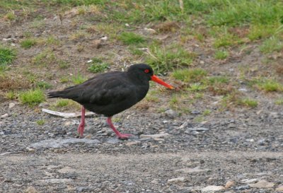 OYSTER CATCHER ON STEWART'S ISLAND, NZ