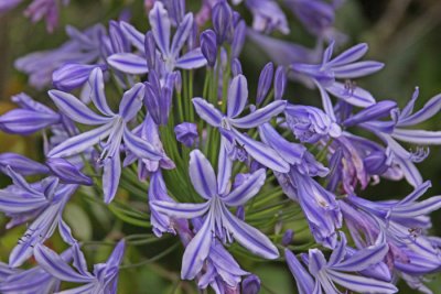 PRIVATE GARDEN FLOWER