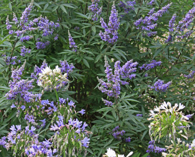 PRIVATE GARDEN FLOWERS