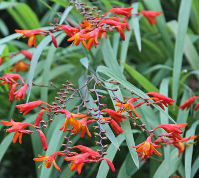PRIVATE GARDEN FLOWERS