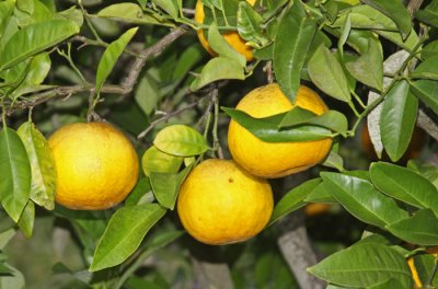 GRAPEFRUIT: PRIVATE GARDEN