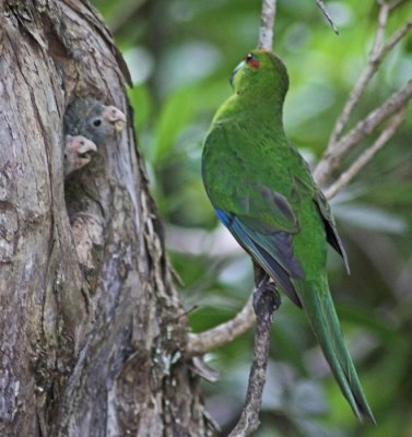 RED CROWNED PARAKEET (ULVA iSLAND, NZ)