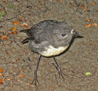 BUSH ROBIN