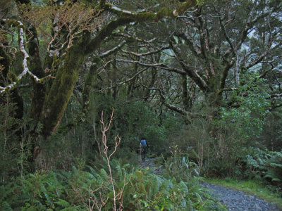 DOING THE MILFORD TRACK