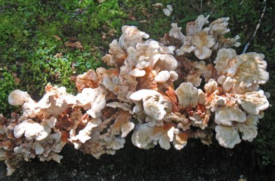 A TRAILSIDE FUNGUS