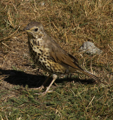 BUSH ROBIN AT CLEAR WATER RESERVE