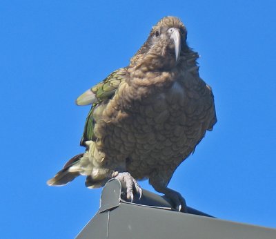 OUR POSING KEA.