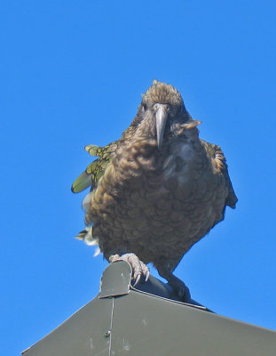 OUR FRIEND: THE KEA