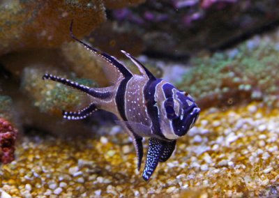 NAPIER: THE NATIONAL AQUARIUM