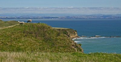 GRAZING SHEEP AT THE CAPE