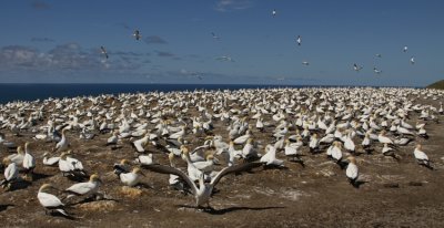 COLONY IN MOTION