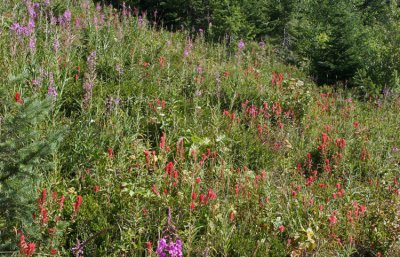 MOUNTAIN WILD FLOWERS