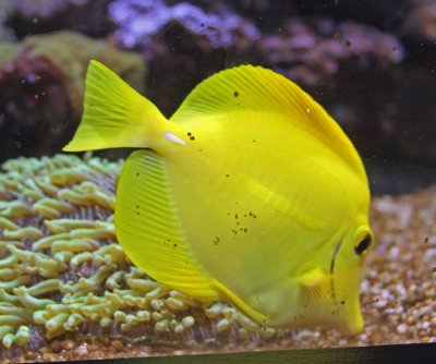 THE NATIONAL AQUARIUM