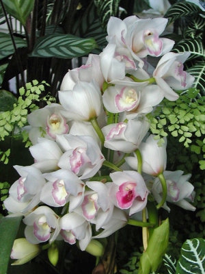 SAN FRANCISCO CONSERVATORY OF FLOWERS