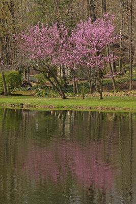 THE JOY OF SPRING