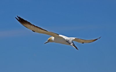 READY TO LAND