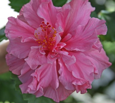 HIBISCUS IN PRIVATE GARDEN