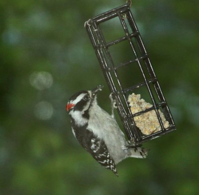HAIRY WOODPECKER