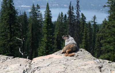 MARMONT: BIG MOUNTAIN, MT.