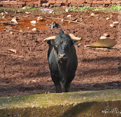 EL TORO: READY FOR THE RING