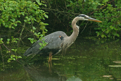 HARRY HERON