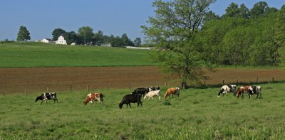 PASTORAL BEAUTY