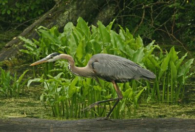 HARRY HERON