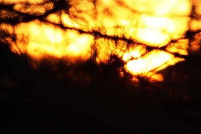 Sunset Through The Pines