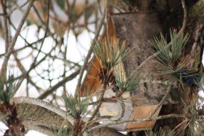 Bird House in the Pines