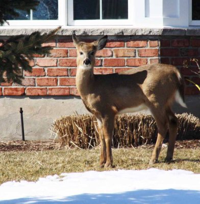 Deer in the Yard
