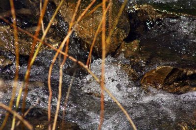 Babbling Creek