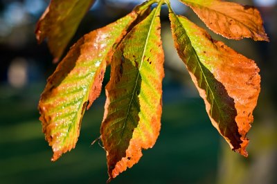 autumn leaf II