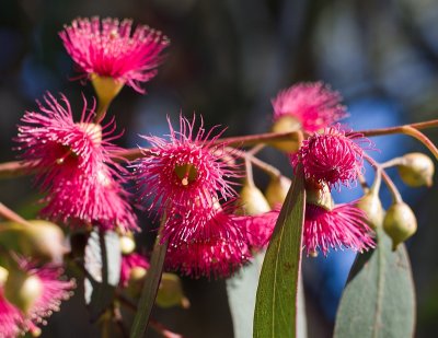 eucalyptus blossom I
