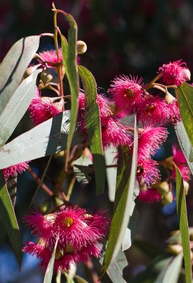 eucalyptus blossom II